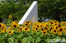ときわ公園のひまわり