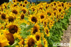 ときわ公園のひまわり