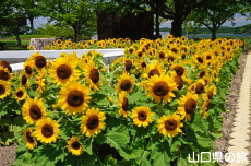 ときわ公園のひまわり