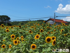 �S�b�z�̒�