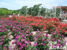 蜂ヶ峯総合公園のバラ園