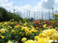 蜂ヶ峯総合公園のバラ園