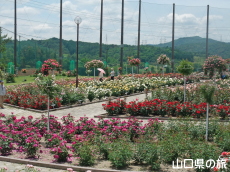 蜂ヶ峯総合公園のバラ園