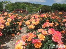 蜂ヶ峯総合公園のバラ園