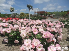蜂ヶ峯総合公園のバラ園