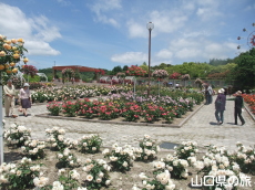 蜂ヶ峯総合公園のバラ園
