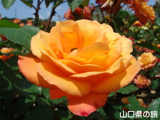 �I�������������̃o����