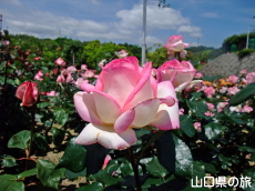 �I�������������̃o����