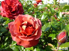 �I�������������̃o����in2015