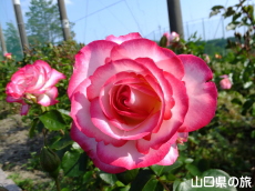 �I�������������̃o����in2015