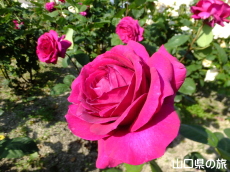 �I�������������̃o����in2015