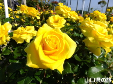 �I�������������̃o����in2015