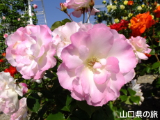 �I�������������̃o����in2015