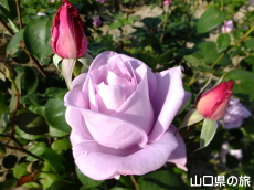 �I�������������̃o����in2015