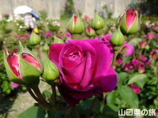 �I�������������̃o����in2015