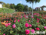 �I�������������̃o����