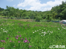 �����̃m�n�i�V���E�u�����n