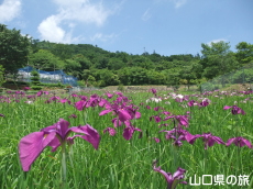 �����̃m�n�i�V���E�u�����n