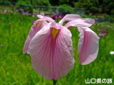 �����̃m�n�i�V���E�u�����n