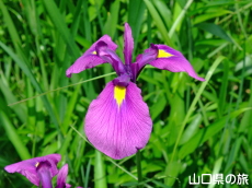 �����̃m�n�i�V���E�u�����n