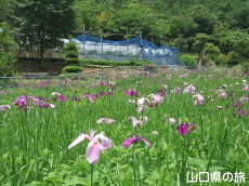 �����̃m�n�i�V���E�u