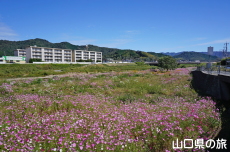 �m�ې�͐�~�̃R�X���X