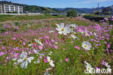 �m�ې�͐�~�̃R�X���X