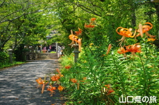 ���I�����{�̃I�j����