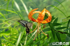 �I�j�����ƃA�Q�n��