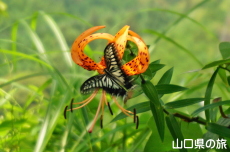 �I�j�����ƃA�Q�n��