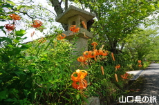 ���I�����{�̃I�j����