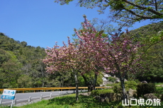 ������̔��d��