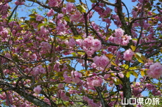 ������̔��d��