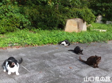 ������̂ɂ��