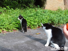 ������̔L