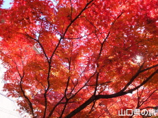 �������̍g�t