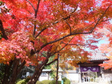 �������̍g�t