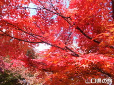 �������̍g�t