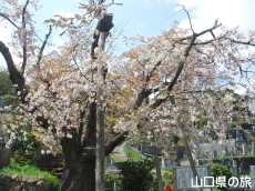 �򕟎��̃I�S�I���U�N��