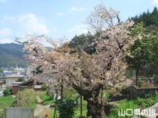 �򕟎��̃I�S�I���U�N��