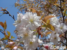 �I�S�I���U�N��