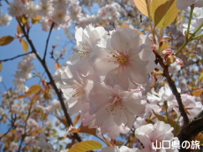 �I�S�I���U�N��