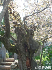 �I�S�I���U�N��