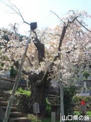 �I�S�I���U�N��