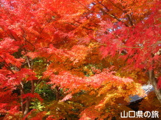 �������̍g�t