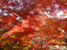 �������̍g�t