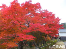 �������̍g�t