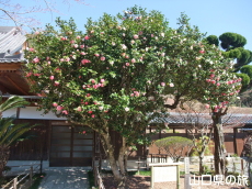 �ܐF���d�U��