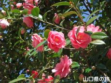 �ܐF���d�U��