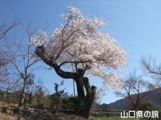 �������̍�